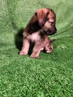 Merel Browns, a female Yorkshire Terrier and Mastador for sale in Lawrenceville, NJ – Photo 6 of 6