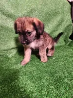 Merel Browns, a female Yorkshire Terrier and Mastador for sale in Lawrenceville, NJ – Photo 3 of 6