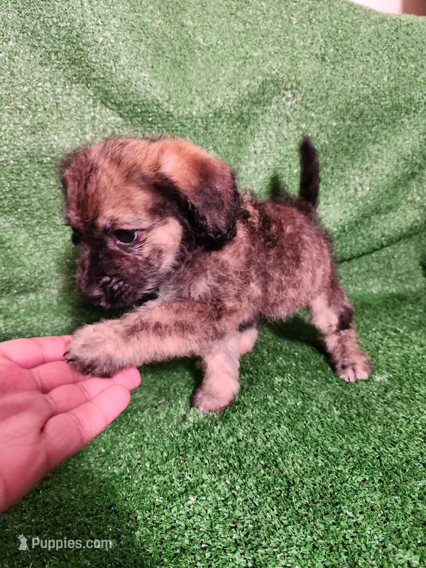 Merel Browns – Yorkshire Terrier, Mastador puppy for sale in Lawrenceville, NJ