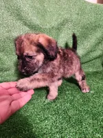 Merel Browns, a female Yorkshire Terrier and Mastador for sale in Lawrenceville, NJ – Photo 1 of 6