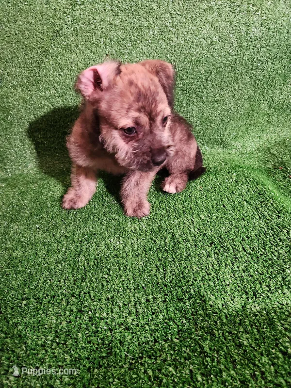 Golden Brindle  – Yorkshire Terrier, Mastador puppy for sale in Lawrenceville, NJ