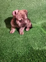 Golden Brindle , a female Yorkshire Terrier and Mastador for sale in Lawrenceville, NJ – Photo 1 of 4