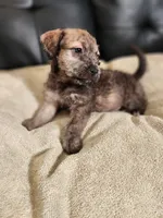 Golden Brindle , a female Yorkshire Terrier and Mastador for sale in Lawrenceville, NJ – Photo 3 of 4