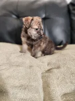 Golden Brindle , a female Yorkshire Terrier and Mastador for sale in Lawrenceville, NJ – Photo 4 of 4