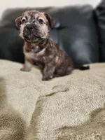 Golden Brindle , a female Yorkshire Terrier and Mastador for sale in Lawrenceville, NJ – Photo 2 of 4