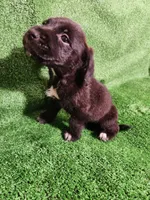 Tuxedo Girl, a female Yorkshire Terrier and Mastador for sale in Lawrenceville, NJ – Photo 3 of 7