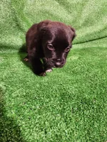 Tuxedo Girl, a female Yorkshire Terrier and Mastador for sale in Lawrenceville, NJ – Photo 4 of 7