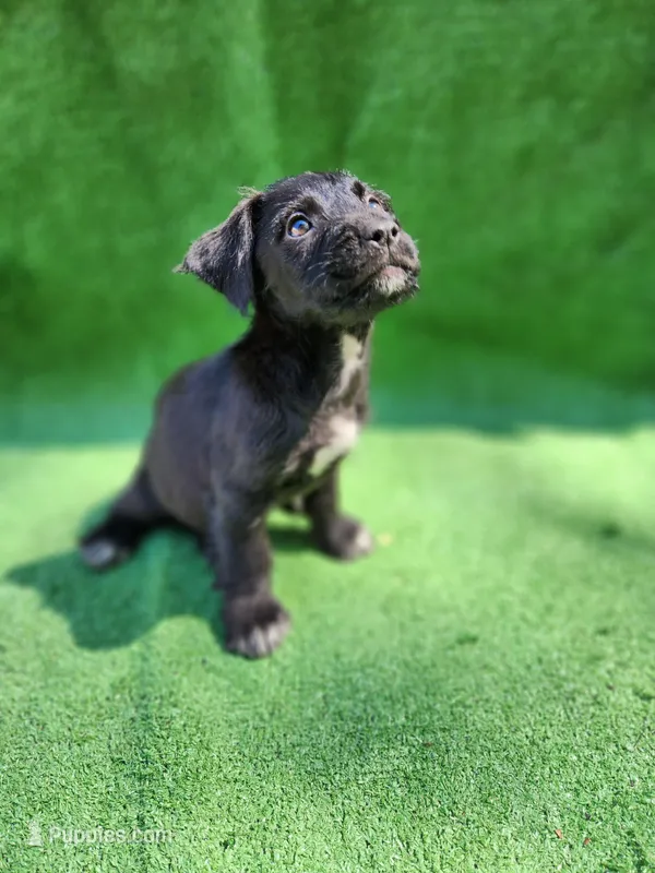 Boots is Tuxedo  – Yorkshire Terrier, Mastador puppy for sale in Lawrenceville, NJ