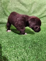 Tuxedo Girl, a female Yorkshire Terrier and Mastador for sale in Lawrenceville, NJ – Photo 5 of 7