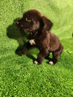 Tuxedo Girl, a female Yorkshire Terrier and Mastador for sale in Lawrenceville, NJ – Photo 6 of 7