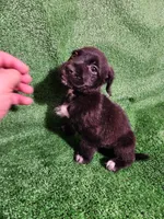 Tuxedo Girl, a female Yorkshire Terrier and Mastador for sale in Lawrenceville, NJ – Photo 7 of 7