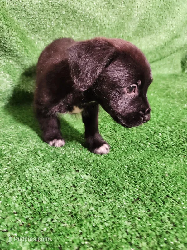 Tuxedo Girl – Yorkshire Terrier, Mastador puppy for sale in Lawrenceville, NJ