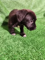 Tuxedo Girl, a female Yorkshire Terrier and Mastador for sale in Lawrenceville, NJ – Photo 1 of 7