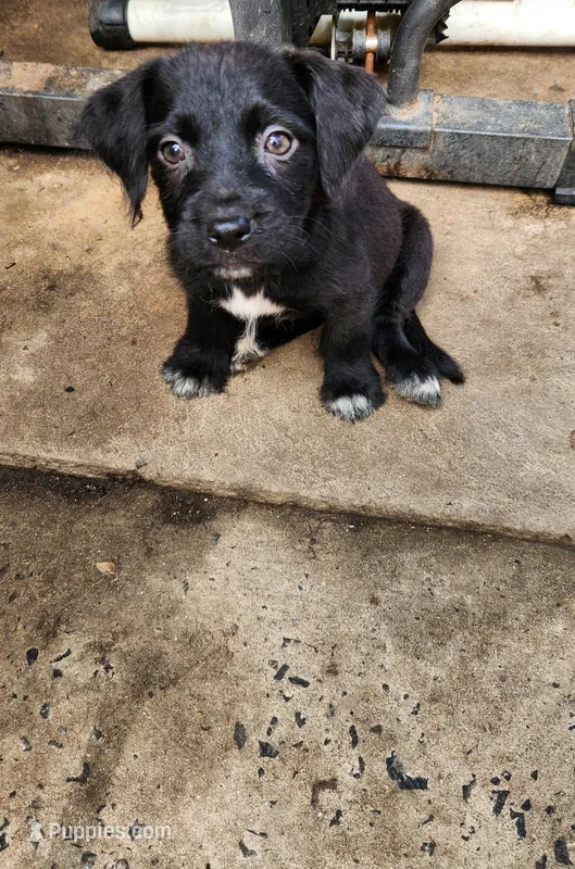 Boots is Tuxedo  – Yorkshire Terrier, Mastador puppy for sale in Lawrenceville, NJ