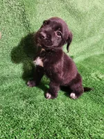 Tuxedo Girl, a female Yorkshire Terrier and Mastador for sale in Lawrenceville, NJ – Photo 2 of 7