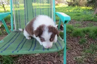 Dimitri, a male Border Collie for sale in Granville Summit, PA – 5 of 6