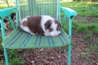 Dimitri, a male Border Collie for sale in Granville Summit, PA – 1 of 6