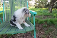 Yuri, a male Border Collie for sale in Granville Summit, PA – 3 of 5