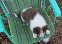 Dimitri, a male Border Collie for sale in Granville Summit, PA – 3 of 6