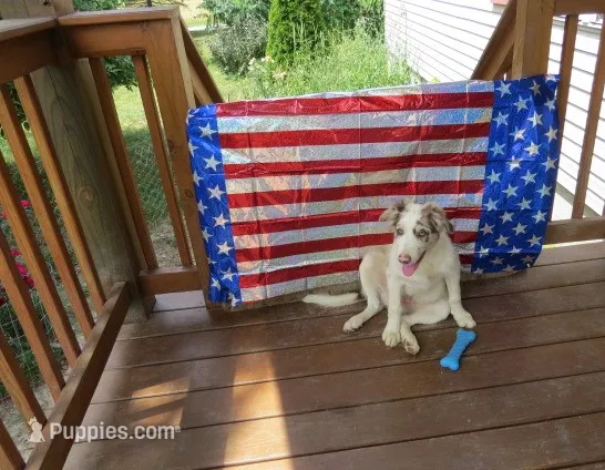 Nikita – Border Collie puppy for sale in Granville Summit, PA