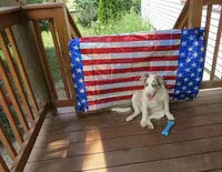 Nikita, a male Border Collie for sale in Granville Summit, PA – 1 of 8