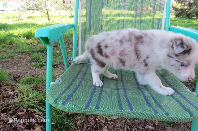 Nina  – Border Collie puppy for sale in Granville Summit, PA