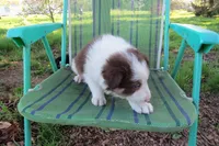 Dimitri, a male Border Collie for sale in Granville Summit, PA – 6 of 6