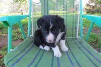 Dennis, a male Border Collie for sale in Granville Summit, PA – Photo 4 of 5