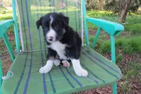 Dennis, a male Border Collie for sale in Granville Summit, PA – Photo 2 of 5