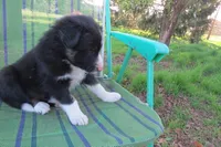 Dennis, a male Border Collie for sale in Granville Summit, PA – Photo 3 of 5
