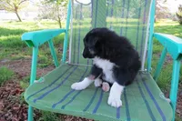 Dennis, a male Border Collie for sale in Granville Summit, PA – Photo 5 of 5