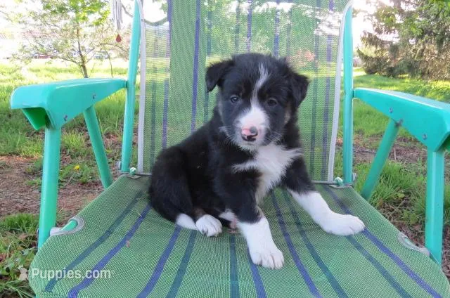 Dennis – Border Collie puppy for sale in Granville Summit, PA
