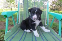Dennis, a male Border Collie for sale in Granville Summit, PA – Photo 1 of 5