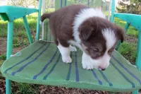 Olga, a female Border Collie for sale in Granville Summit, PA – 2 of 3