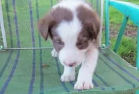 Fedor, a male Border Collie for sale in Granville Summit, PA – Photo 5 of 5