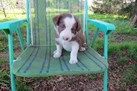 Fedor, a male Border Collie for sale in Granville Summit, PA – Photo 3 of 5