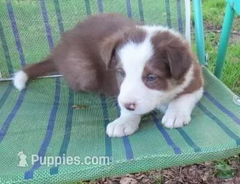 Fedor – Border Collie puppy for sale in Granville Summit, PA