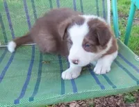 Fedor, a male Border Collie for sale in Granville Summit, PA – Photo 1 of 5