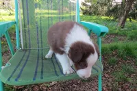 Fedor, a male Border Collie for sale in Granville Summit, PA – Photo 2 of 5