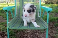 Yuri, a male Border Collie for sale in Granville Summit, PA – 2 of 5