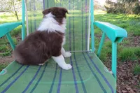 Olga, a female Border Collie for sale in Granville Summit, PA – 3 of 3