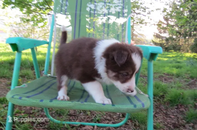 Olga – Border Collie puppy for sale in Granville Summit, PA