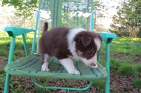 Olga, a female Border Collie for sale in Granville Summit, PA – 1 of 3