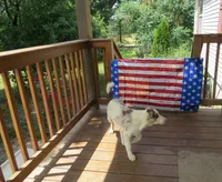 Nikita, a male Border Collie for sale in Granville Summit, PA – 2 of 8