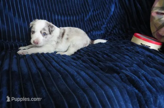 Nikita, a male Border Collie for sale in Granville Summit, PA – Photo 1 of 3
