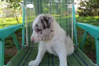 Nikita, a male Border Collie for sale in Granville Summit, PA – 4 of 7