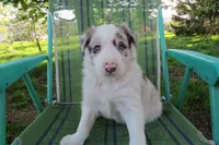 Nikita, a male Border Collie for sale in Granville Summit, PA – 7 of 7