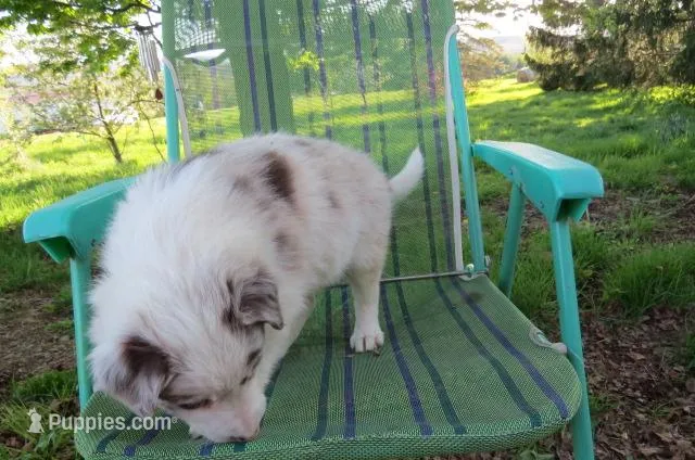 Nikita – Border Collie puppy for sale in Granville Summit, PA