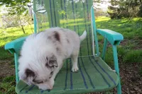 Nikita, a male Border Collie for sale in Granville Summit, PA – 1 of 7