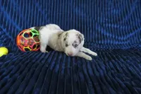 Nikita, a male Border Collie for sale in Granville Summit, PA – Photo 3 of 3